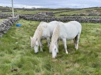 6. Tag: Ausflug auf die Aran Islands – Wandern auf Inishmore &ndash; &copy; Andreas Wolfsteller (Eberhardt TRAVEL)