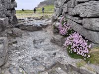 6. Tag: Ausflug auf die Aran Islands – Wandern auf Inishmore – Steinfort Dun Aengus &ndash; &copy; Andreas Wolfsteller (Eberhardt TRAVEL)