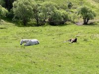 7. Tag: Connemara – Connemara-Ponys im Connemara-Nationalpark &ndash; &copy; Andreas Wolfsteller (Eberhardt TRAVEL)