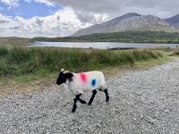 7. Tag: Connemara – Fotostopp im Inagh Valley &ndash; &copy; Andreas Wolfsteller (Eberhardt TRAVEL)