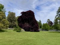 8. Tag: Leenaun bis Spanish Point – Wandern in Coole Park – Autograph Tree &ndash; &copy; Andreas Wolfsteller (Eberhardt TRAVEL)