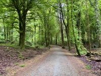 8. Tag: Leenaun bis Spanish Point – Wandern in Coole Park &ndash; &copy; Andreas Wolfsteller (Eberhardt TRAVEL)