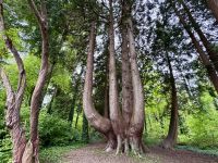 8. Tag: Leenaun bis Spanish Point – Wandern in Coole Park – Rotzedern &ndash; &copy; Andreas Wolfsteller (Eberhardt TRAVEL)