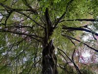 8. Tag: Leenaun bis Spanish Point – Wandern in Coole Park – Autograph Tree &ndash; &copy; Andreas Wolfsteller (Eberhardt TRAVEL)