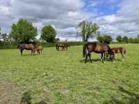 11. Tag: Tralee bis Newtownmountkennedy – Besuch auf dem Irischen Nationalgestüt &ndash; &copy; Andreas Wolfsteller (Eberhardt TRAVEL)