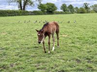 11. Tag: Tralee bis Newtownmountkennedy – Besuch auf dem Irischen Nationalgestüt &ndash; &copy; Andreas Wolfsteller (Eberhardt TRAVEL)