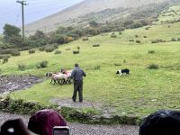 10. Tag: Ring of Kerry – Besuch beim Schäfer Tom &ndash; &copy; Andreas Wolfsteller (Eberhardt TRAVEL)