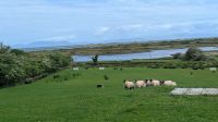 Atlantic Sheepdogs  &ndash; &copy; Natalie Hady (Eberhardt TRAVEL)