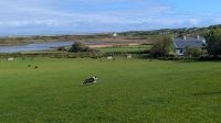 Atlantic Sheepdogs &ndash; &copy; Natalie Hady (Eberhardt TRAVEL)