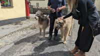 Irische Wolfshunde &ndash; &copy; Natalie Hady (Eberhardt TRAVEL)