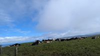 Cliffs of Moher Kühe &ndash; &copy; Natalie Hady (Eberhardt TRAVEL)