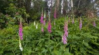 Glenveagh Gardens &ndash; &copy; Natalie Hady (Eberhardt TRAVEL)