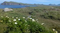 Calla Lilien und die 3 sisters &ndash; &copy; Natalie Hady (Eberhardt TRAVEL)