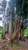 259 – Irland, Powerscourt Gardens
