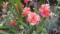 266 – Irland, Powerscourt Gardens