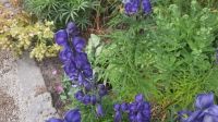 268 – Irland, Powerscourt Gardens