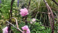 272 – Irland, Powerscourt Gardens