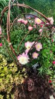 276 – Irland, Powerscourt Gardens