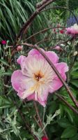 277 – Irland, Powerscourt Gardens