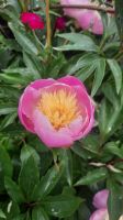 278 – Irland, Powerscourt Gardens