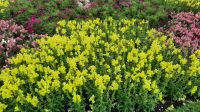 284 – Irland, Powerscourt Gardens