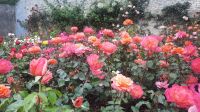 285 – Irland, Powerscourt Gardens