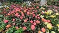286 – Irland, Powerscourt Gardens