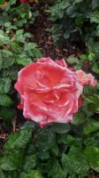 288 – Irland, Powerscourt Gardens