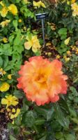 289 – Irland, Powerscourt Gardens