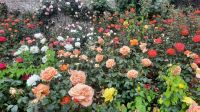 291 – Irland, Powerscourt Gardens