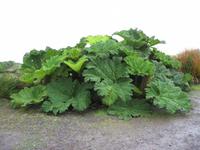Ring of Kerry - Gunnera