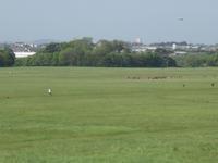 Dublin Phoenix Park