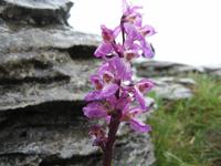 Burren - Knabenkraut