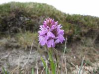 Dingle - Knabenkraut