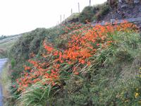 Blütenpracht an den Straßen Irlands