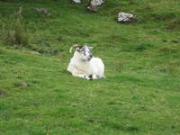 Wanderung am Killary Harbour