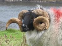 Killary Harbour - Er ist der schönste!