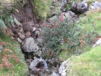 Blütenpracht am Killary Harbour