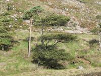 Glenveaugh Nationalpark