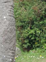 39 Grabstein mit Ogham-Schrift