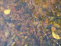 Fluss-Stillleben in Cong