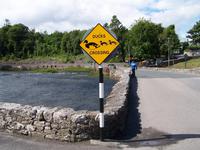 Cong- Enten kreuzen den Weg!