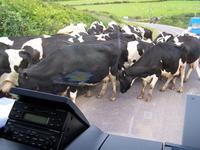 auf der Dingle-Halbinsel