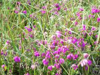 Blüten in kleinsten Erdspalten