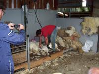 ein Schaf wird geschoren