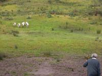 Schafvorführung bei Brendan