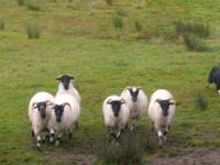 die Schafe gehorchen...