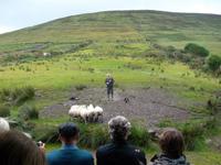 ... und Schäfer Brendan freut sich