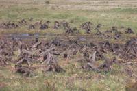 Torfstechen gehört überall dazu