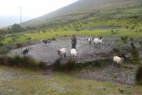 Brendan mit seinen Schafen